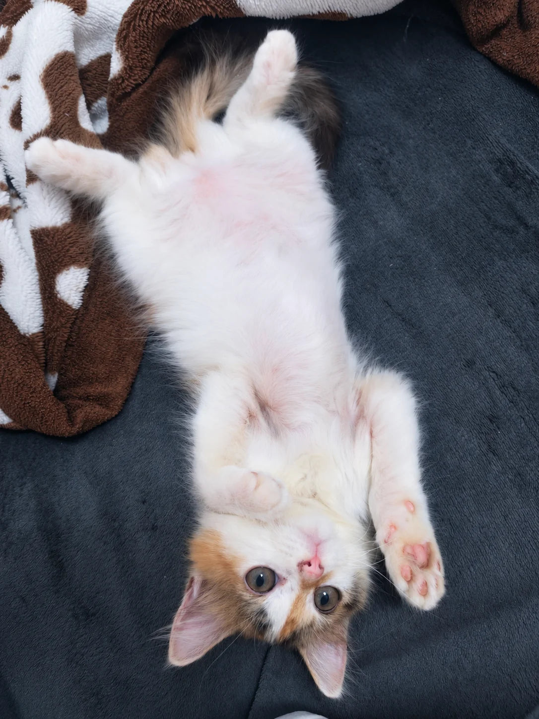 Fubao, the cat who inspired Knit for Paws