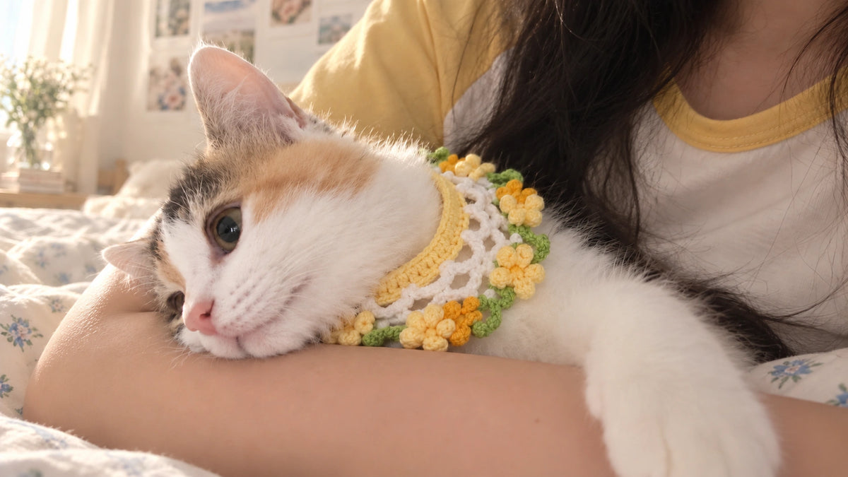 Fubao wearing a crocheted scarf while cuddling at home