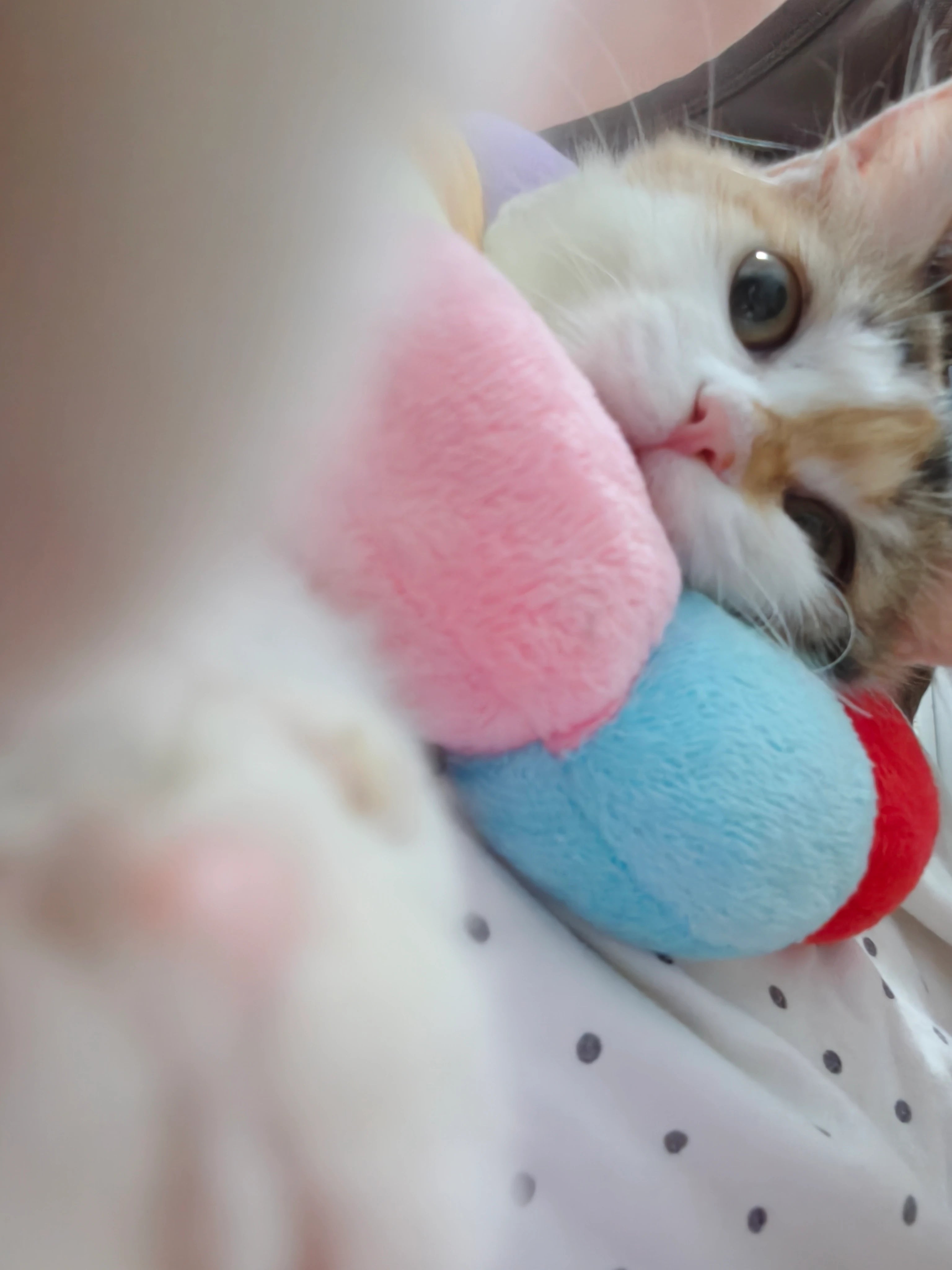 Fubao peeking out beside a colorful toy